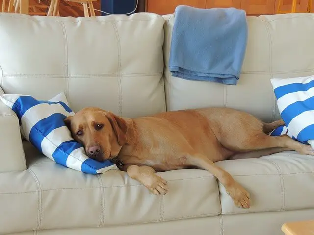 overweight labrador laying