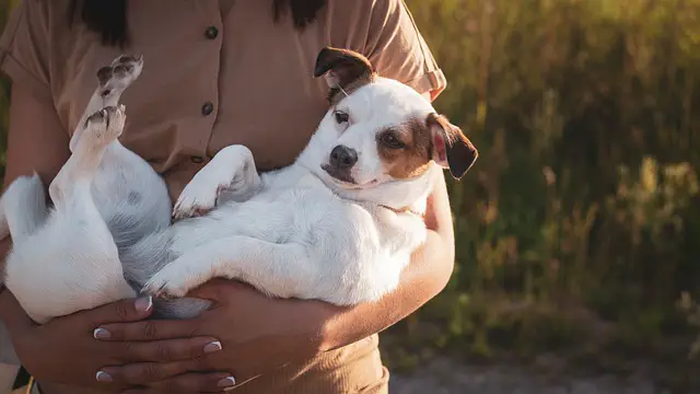 owner carrying a dog