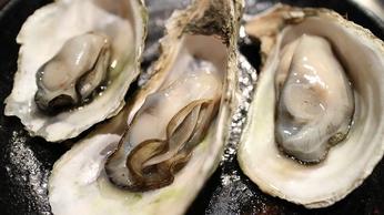 are oysters toxic to dogs