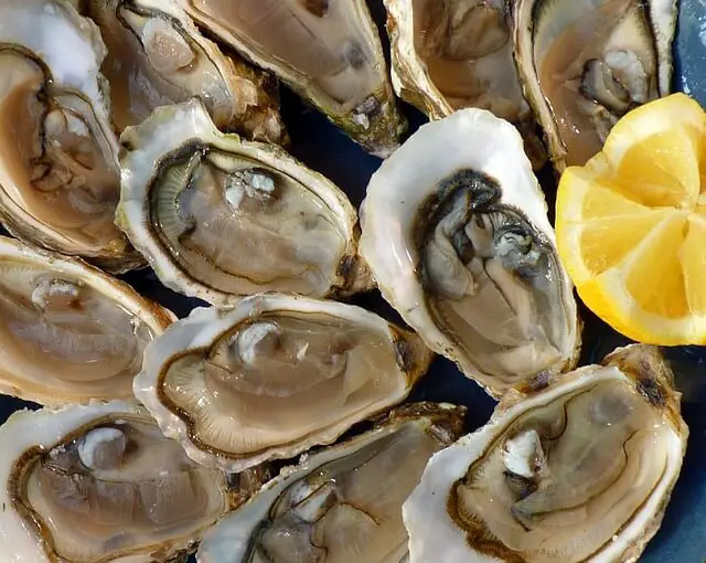 oysters closeup