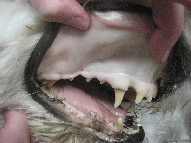 pale-gums-in-dogs