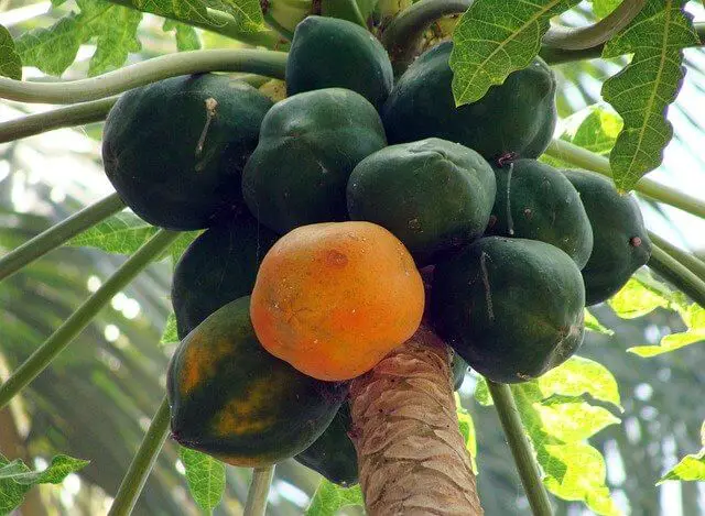 árbol de papaya