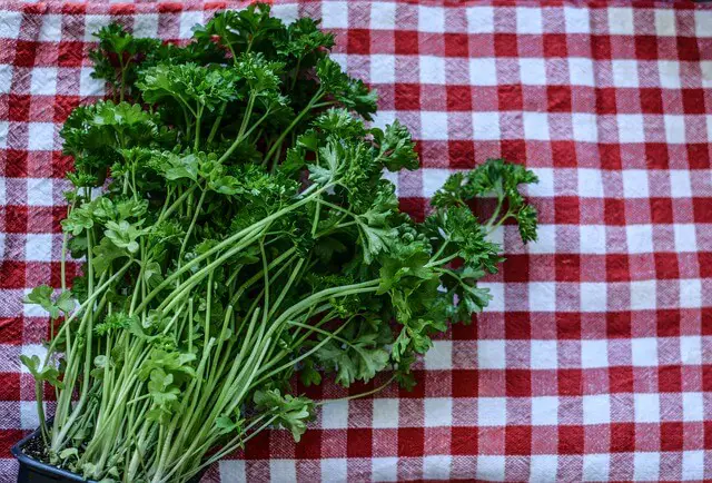 parsley on table