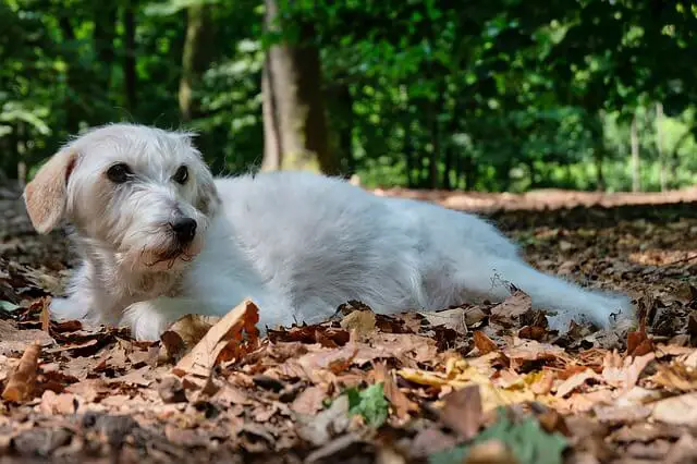 parson russell terrier