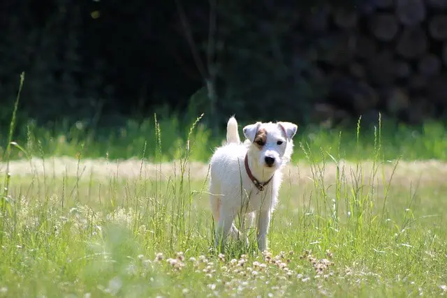 Parson Russell Terrier