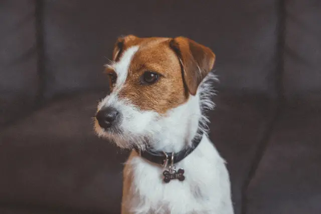 Parson Russell Terrier