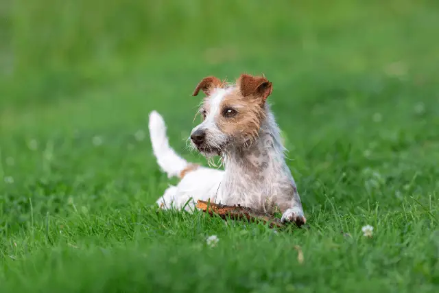 Parson Russell Terrier