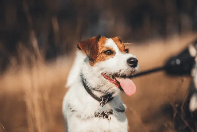 Parson Russell Terrier