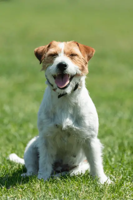 Parson Russell Terrier