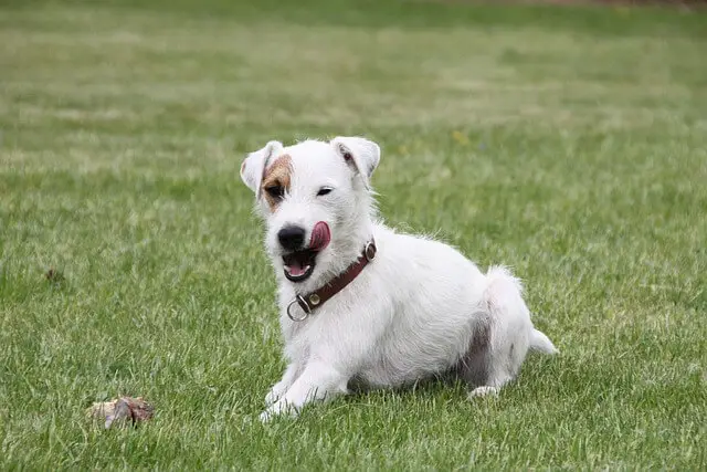 parson russell terrier