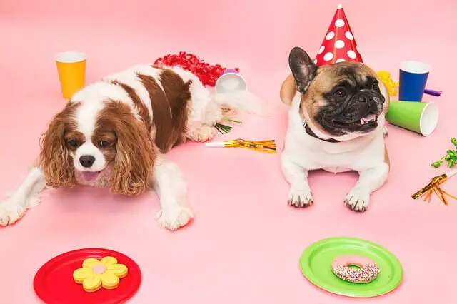 party dogs