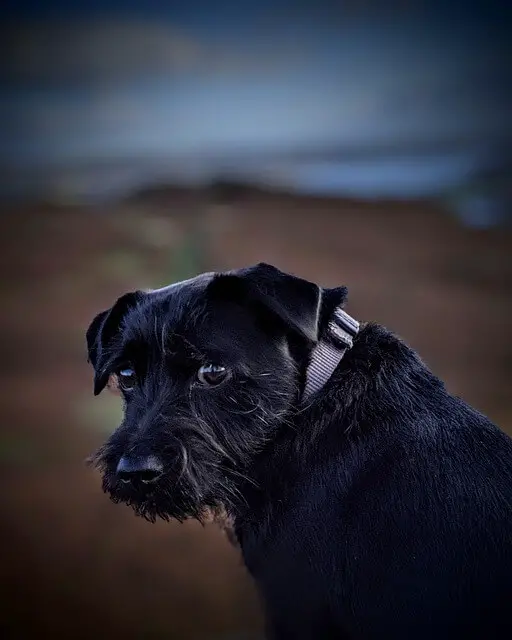 patterdale terrier portrait