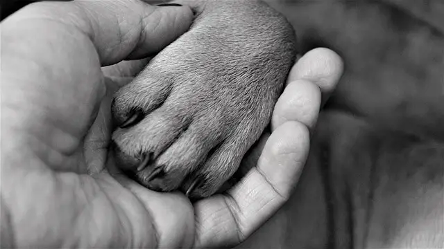 paw in hand