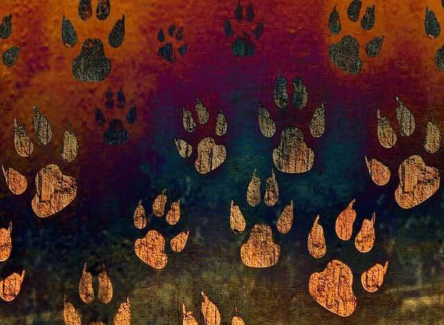 paw-print