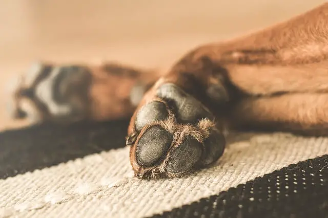 paws on carpet