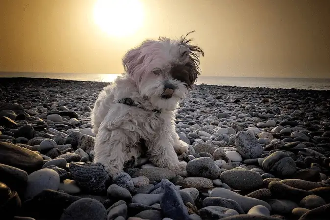 peekapoo on the beach