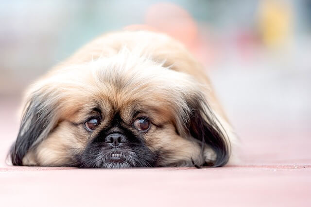 pekinese on floor