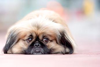 what dog breeds are worst for allergies