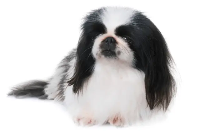 Pekingese