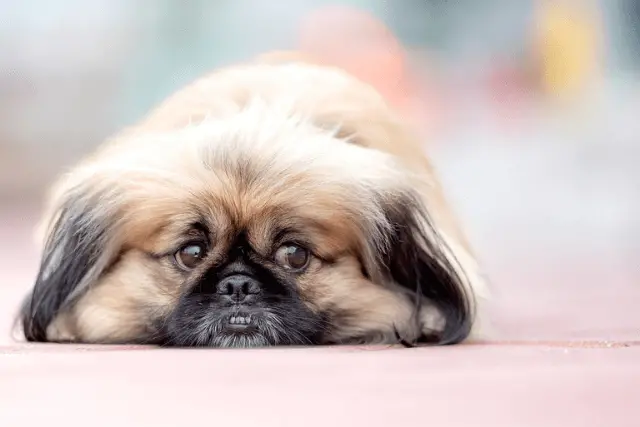 Pekingese