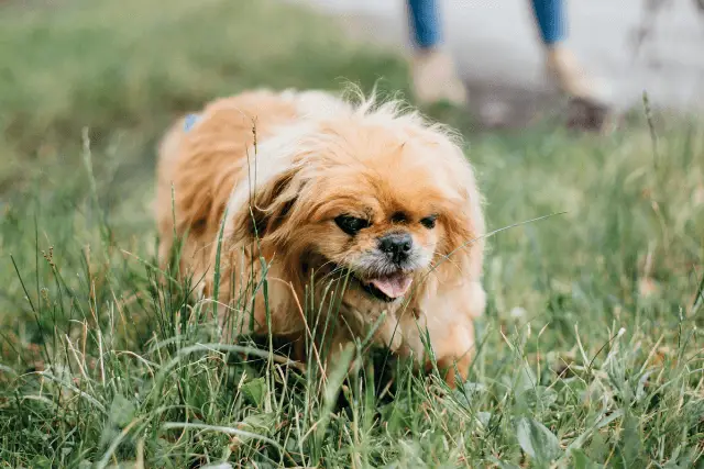 Pekingese