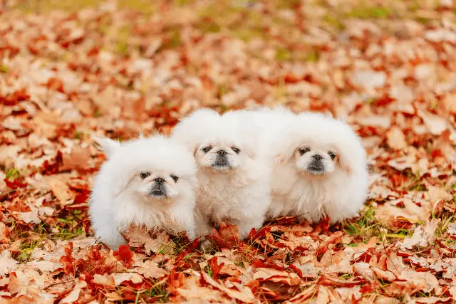 Pekingese