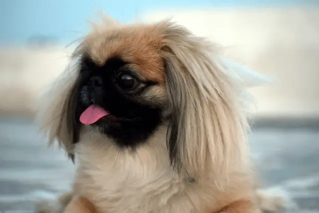 Pekingese