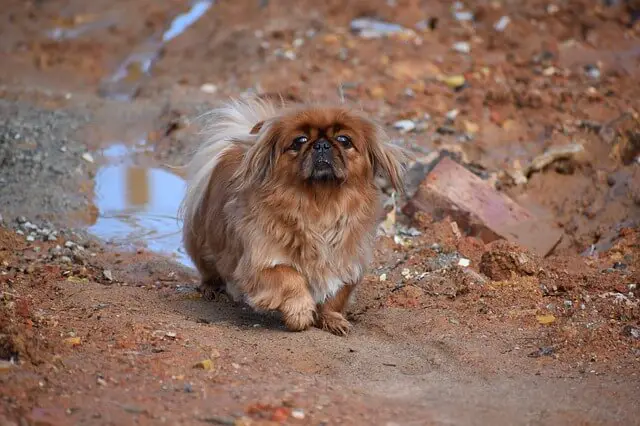 pekingese