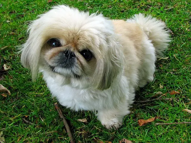 pekingese dog on grass