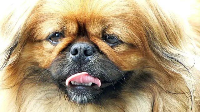 pekingese