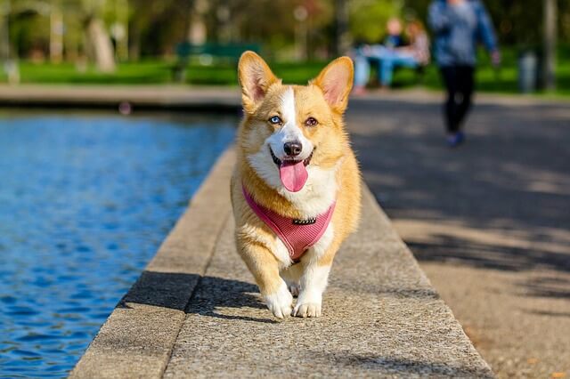 pembroke corgi