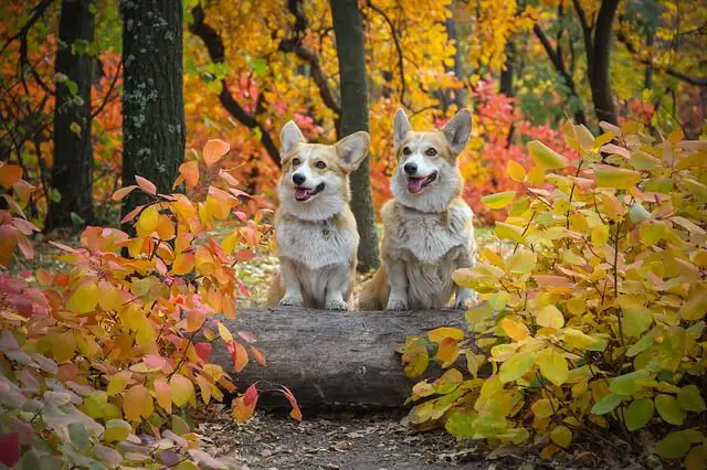 pembroke corgis in the woods