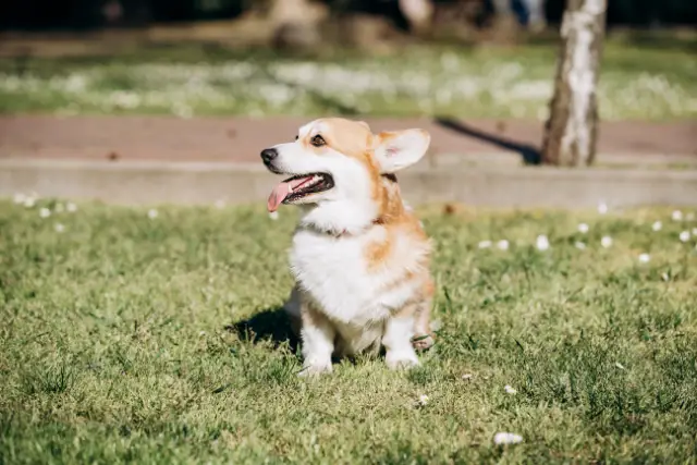 Pembroke Welsh Corgi