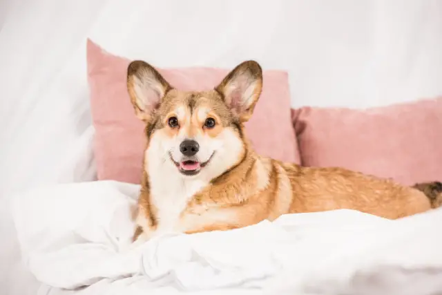 Pembroke Welsh Corgi