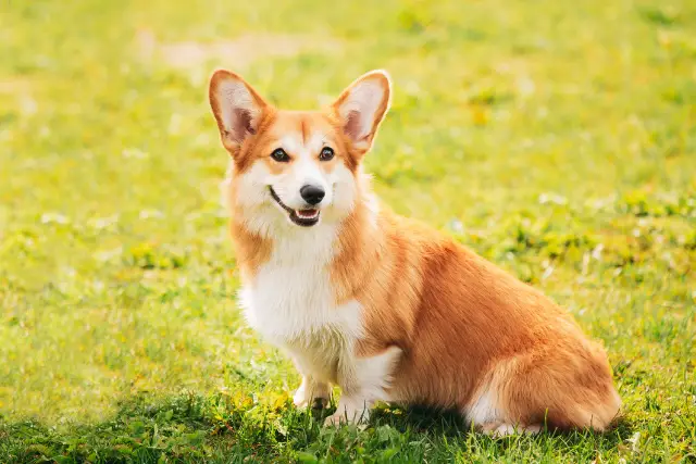 Pembroke Welsh Corgi