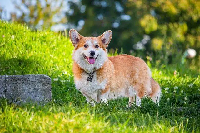 pembroke-welsh-corgi