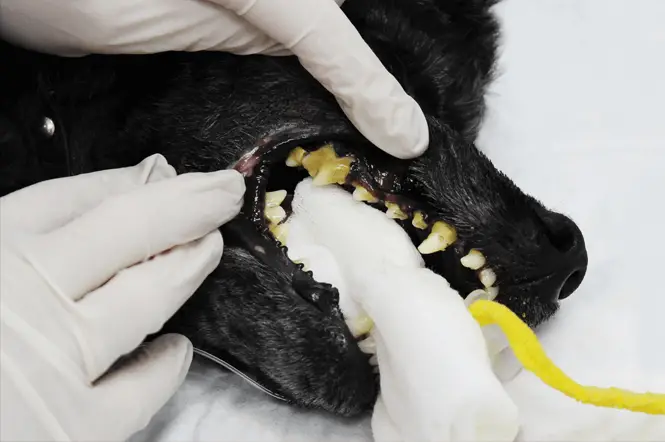 Periodontal Disease in Dogs 