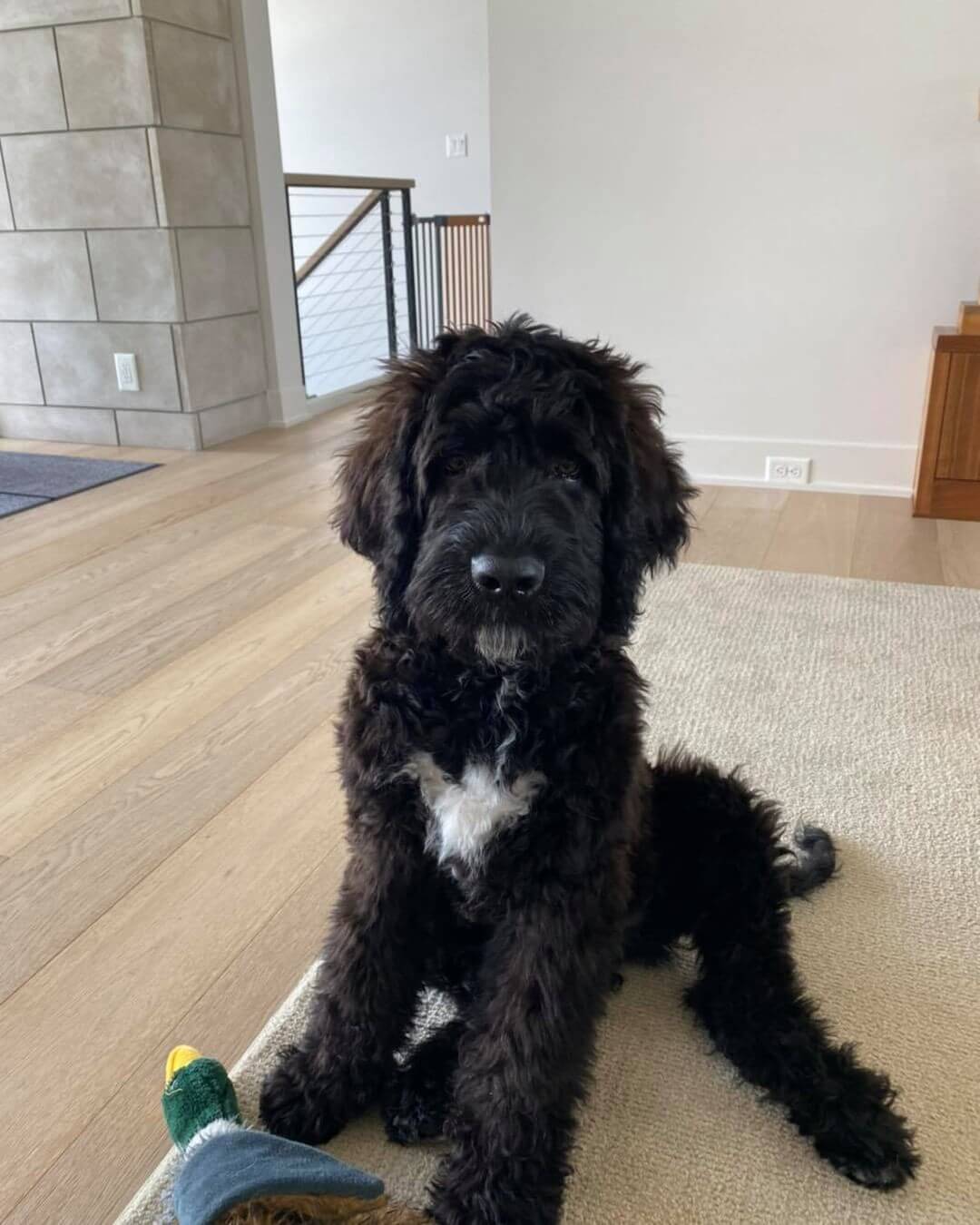 perry berdoodle saint