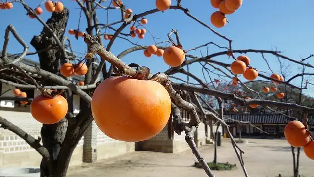 persimmons