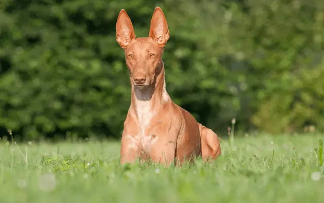 pharaoh hound laying