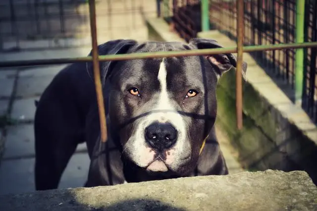 pit bull behind a fence