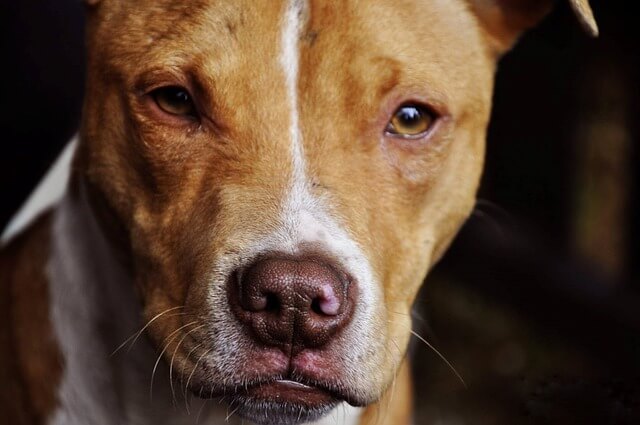 pit bull nose