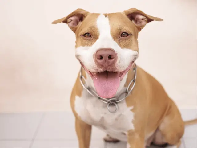 pit bull smiling