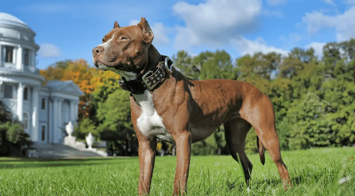 pit bull terrier