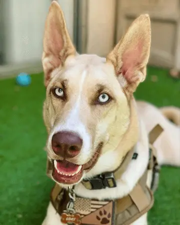 pitbull husky mix