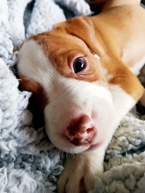 pitbull ojos azules