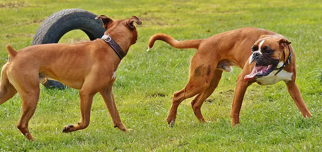 playful boxers