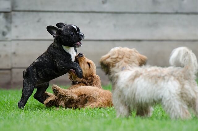 playing-puppies