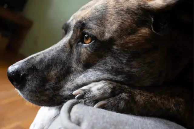 Plott Hound