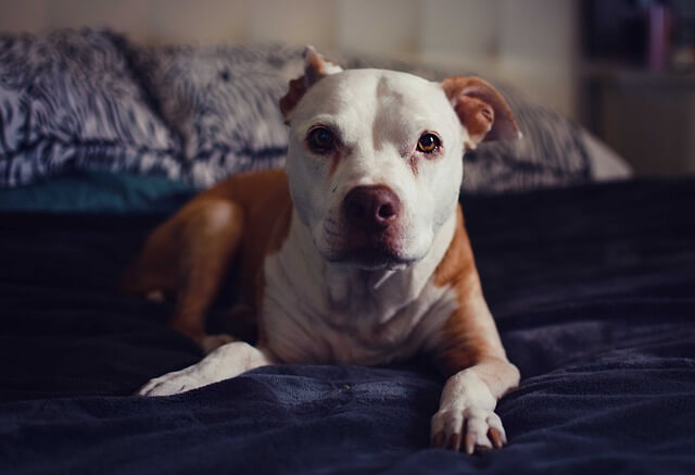 pocket pitbull on bed